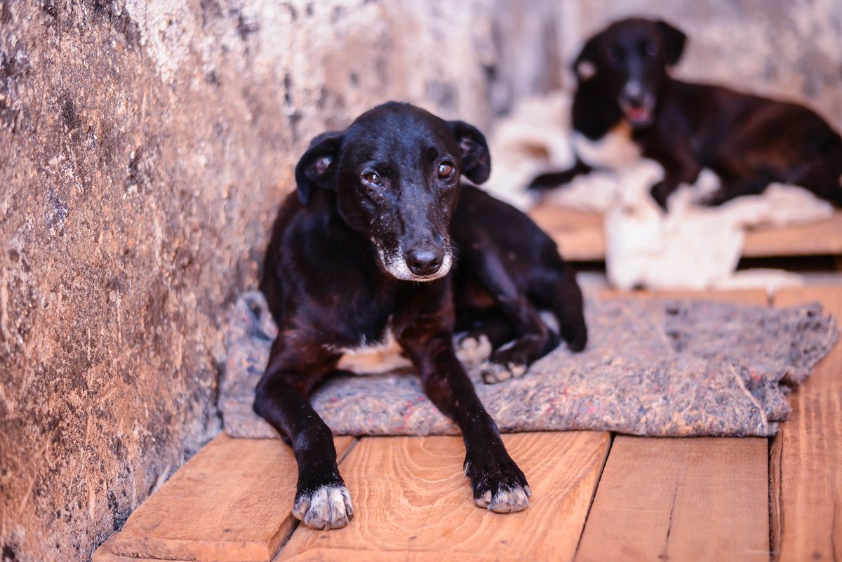 caogonhal's tweet photo. 6 anos a espera de um lar
Pepê e Nenê são as primeiras moradoras do nosso abrigo. Chegaram bebês e até hoje estão em busca de um lar. Queremos adoção conjunta, já que elas vivem juntas há mto tempo.
Castradas e vacinadas
Contato: caogonhal@gmail.com https://t.co/SAJCLpQb8C