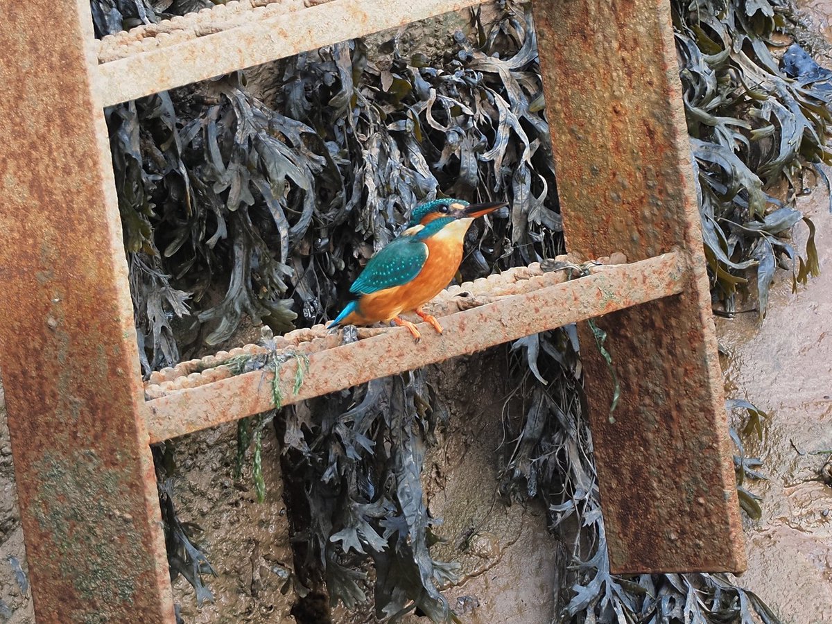 TomWallis4's tweet photo. Female #Kingfisher today at #TurfLock
#TwitterNatureCommunity 
@OlympusUK 
@RSPBExeEstuary https://t.co/cxHxaD8XNf