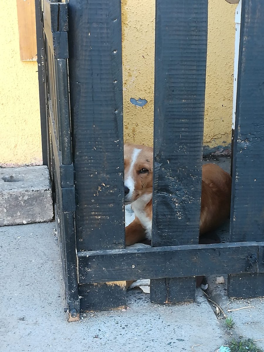 SpotMonkeyss's tweet photo. En Estación Central tienen un perrito en estas condiciones.
Llamamos a @PDI_CHILE y nos dijeron que esto no es maltrato animal y Bidema no atienda hasta el Lunes a las 8:30 xd https://t.co/dHDC99ErTi