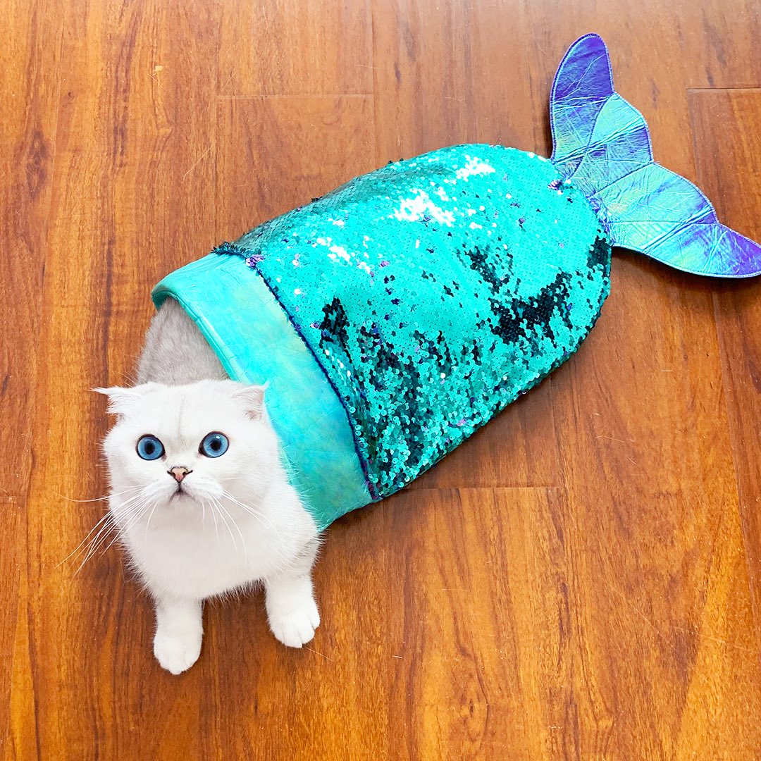 teddythefold's tweet image. What’s your Halloween costume this year? This pouch doubles as my costume: a Catfish! 🐟

#Halloween #Caturday #Catfish