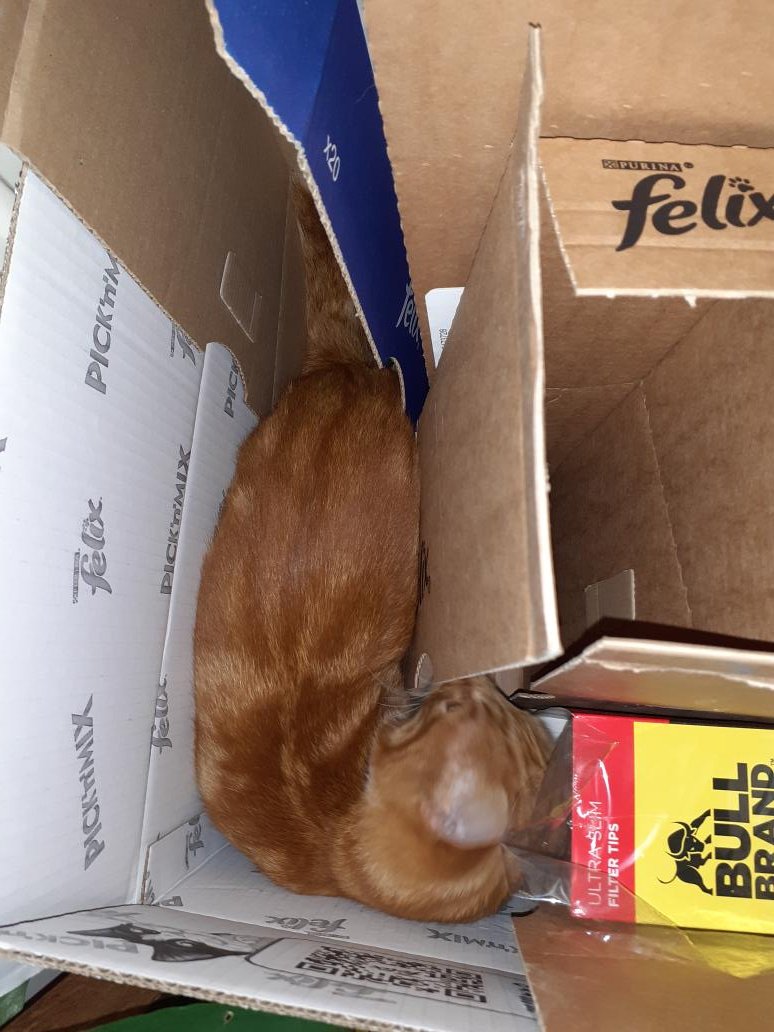 WatkinsWanders's tweet photo. Send help. I'm stuck in this box! #boxwatch #hedgewatch https://t.co/g6iNdvhi2K