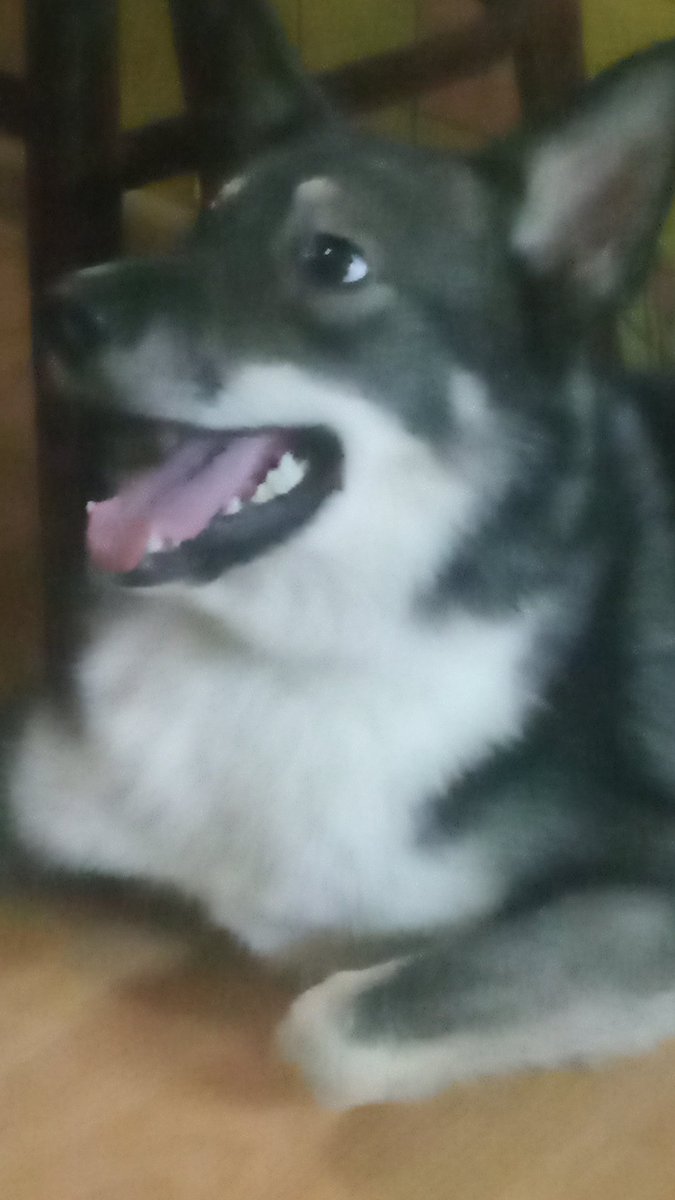 dan_kkov's tweet photo. Happy Dogturday from me 😺 https://t.co/XHiQoUSapO
