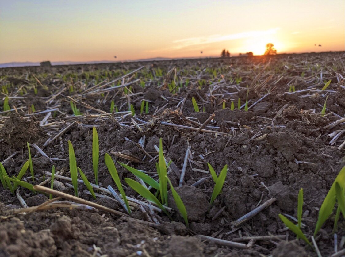 MSUBarleyMalt's tweet photo. After five years of prep - screening, selecting, and crossing with winter barleys from around the globe - we are excited to announce our first year of Winter Intrastate Trials! Thanks to all the collaborators who make this possible! https://t.co/tzkNS4hADk