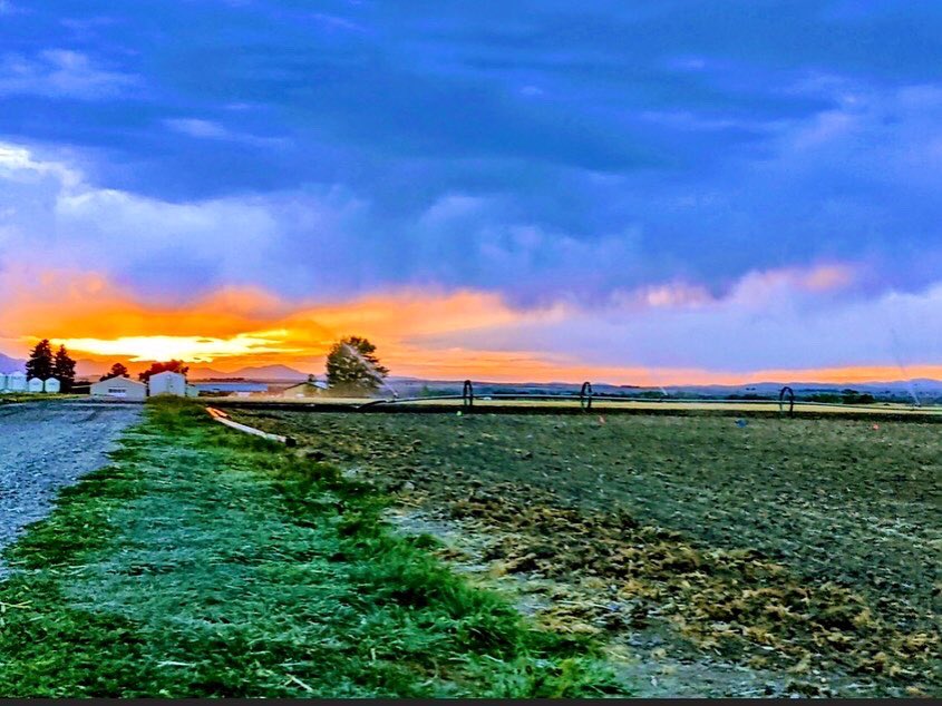 MSUBarleyMalt's tweet photo. After five years of prep - screening, selecting, and crossing with winter barleys from around the globe - we are excited to announce our first year of Winter Intrastate Trials! Thanks to all the collaborators who make this possible! https://t.co/tzkNS4hADk