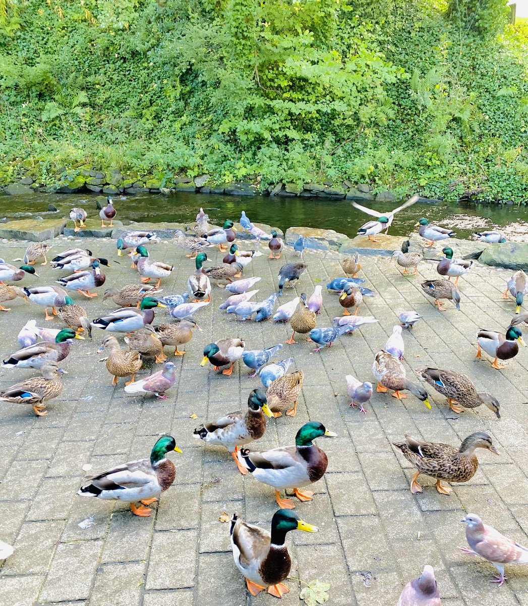 DronfieldPT's tweet image. We all differ. 💖  We all struggle 💖 We all shine 💖 #life #togetherness #respectourdifferences #holmfirthducksandbirds #holmfirth