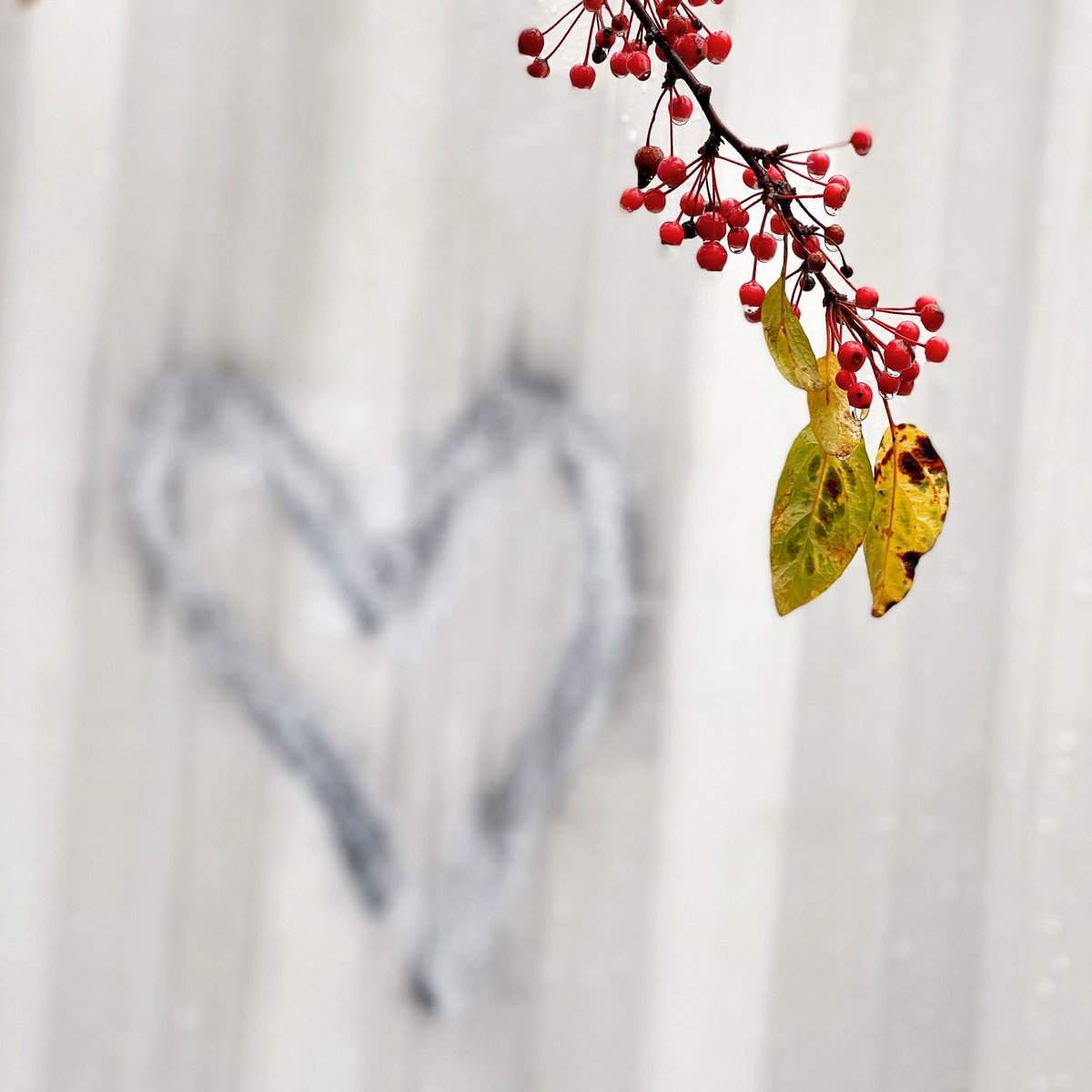 CrowCamera's tweet image. 