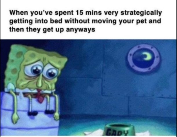 Gamertron64's tweet photo. @youtooz This because it always happens with my dog 🙃 https://t.co/RsHXMfDLM0
