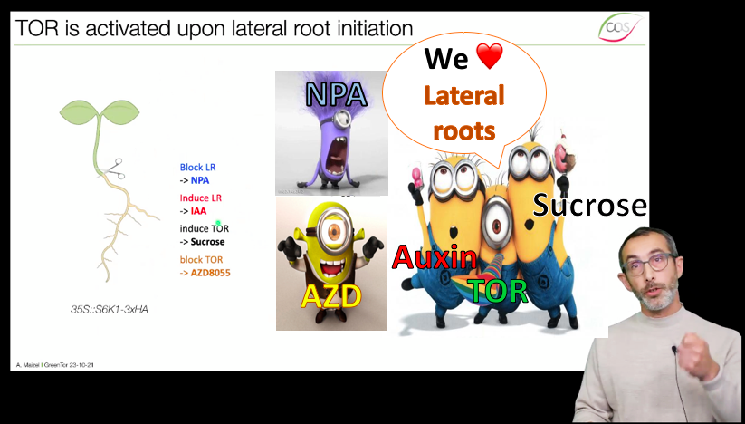tk_ozawa's tweet photo. Great talk by Alexis Maizel (@AlexisMaizel) in the #EMBOtor workshop about how #plantTOR acts as gatekeeper for Auxin-dependent Lateral root formation in #Arabidopsis #thaliana 🌱. #LateralRoot #Auxin https://t.co/GYGNCioP79