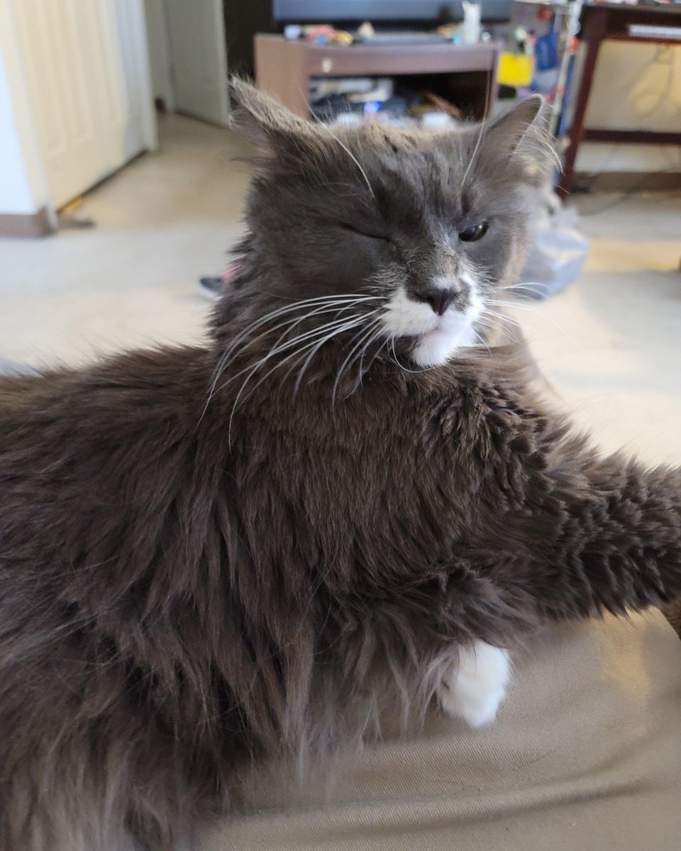 Kittie would like to wish you a happy Caturday! Kittie is a senior cat who is available for adoption!  For more information on Kittie, call MHS at 603-354-4004, or visit our adoptable animals page on our website.