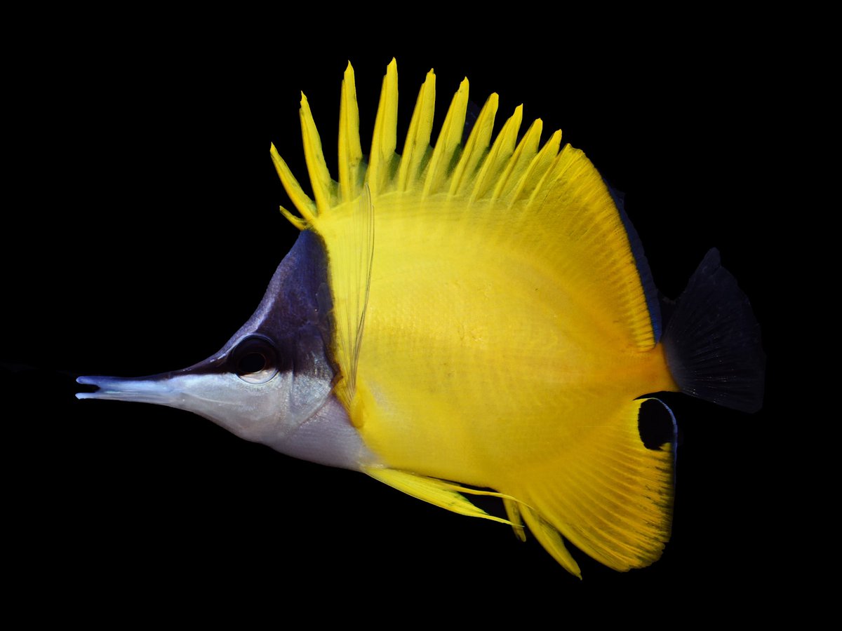 FishGuyKai's tweet photo. Day #F for #FishABC is Forcipiger! A very widespread (but small) genus of butterflyfish with only 3 species. Of these, F. flavissimus attains a nearly circumglobal distribution, in all warm oceans sans the Atlantic. https://t.co/gKuoEMBArb
