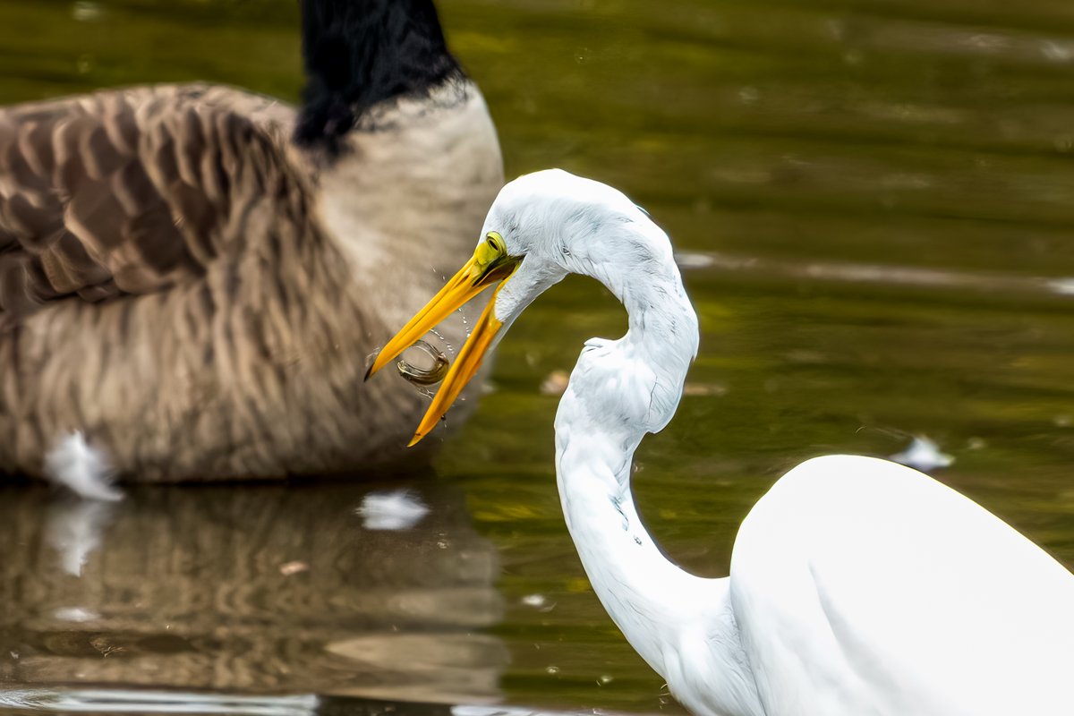 Charles08950590's tweet photo. Must be an appetizer

#HoCoMd #ColumbiaMD #birdwatching
#NaturePhotography #lakeloop #birdsoftwitter 
 #nature  #birds #SonyAlpha #wildlife #BirdTwitter  #WildeLake #egret #SonyAlpha  #wildlifephotography #birding #birdsofinstagram #appetizer #snack https://t.co/AyviHqI8Pb