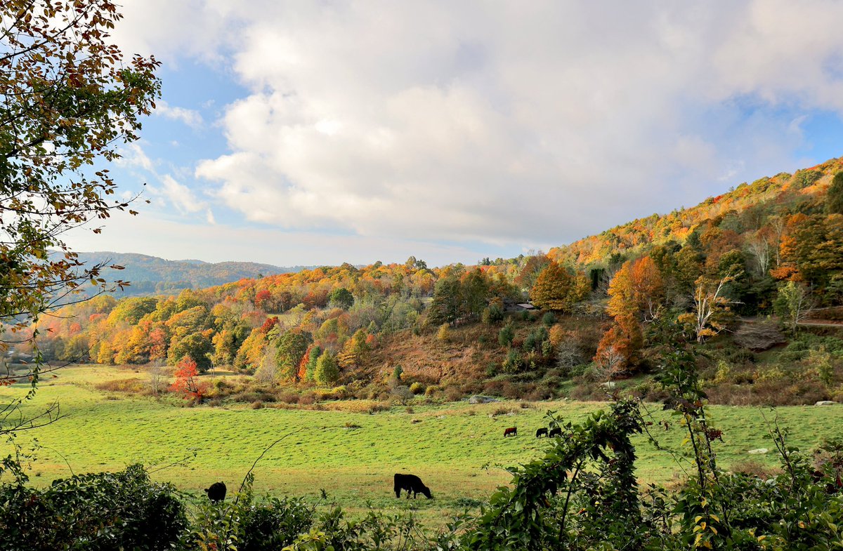 BlowingRock_NC's tweet photo. Photo captured on a beautiful, brisk morning along Edmisten Road at Flat Top Road. This is in the App Ski Mountain area.
#fall #leaves #dailyfallphoto https://t.co/QgzTN4JX4M