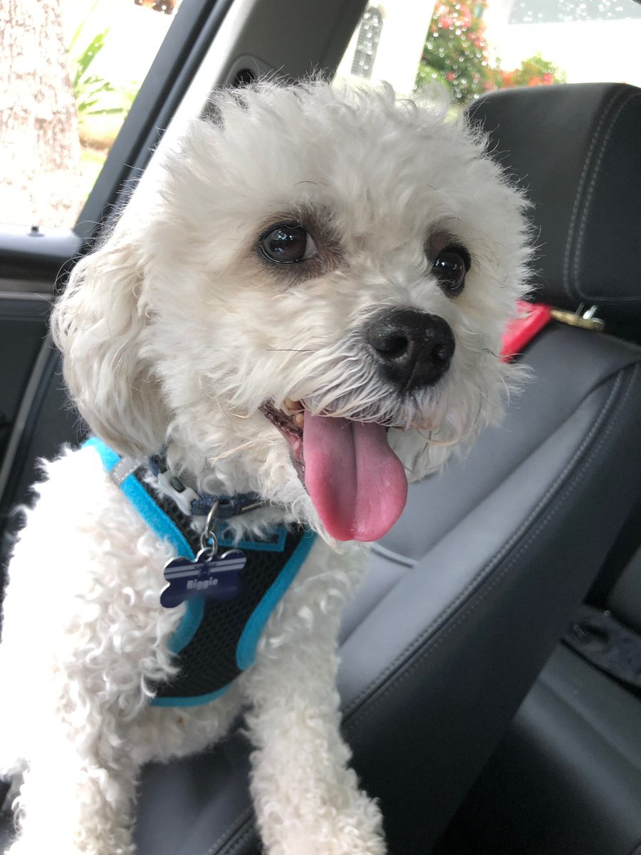 LeezaGibbons's tweet photo. Oh, goodie! It's the weekend! Let's go! #BiggieRules #dogsofinstagram #lovethatface #furbaby https://t.co/Dawsf9Szr8
