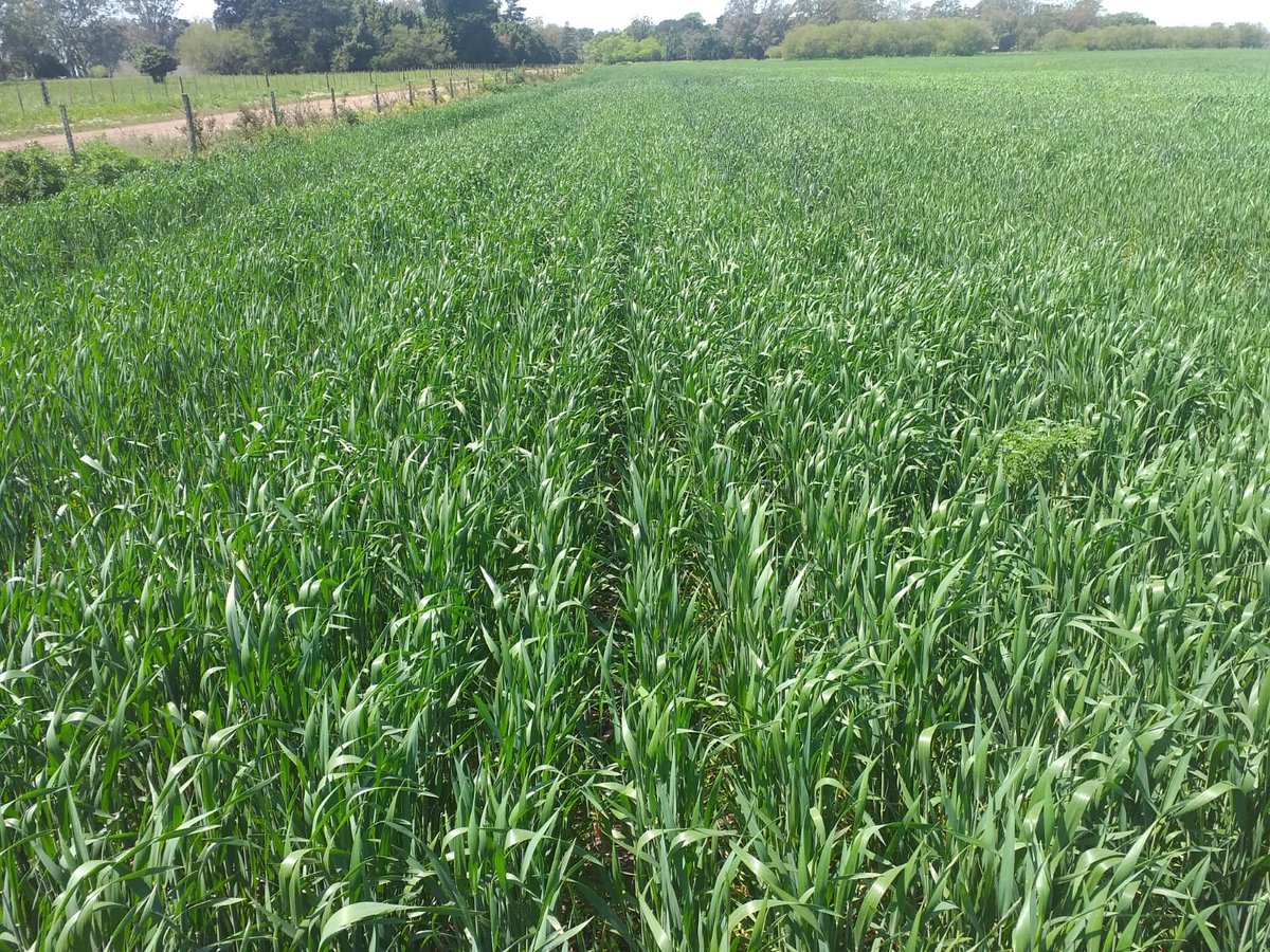 juanchiem's tweet photo. Lote periurbano, sin posibilidad de aplicaciones. Vivorata sobre ruta 2. Trigo Buck Fulgor en Z37, defendiendose solo con sus genes...excelente porte y sanidad... https://t.co/cuNFYgLxHl