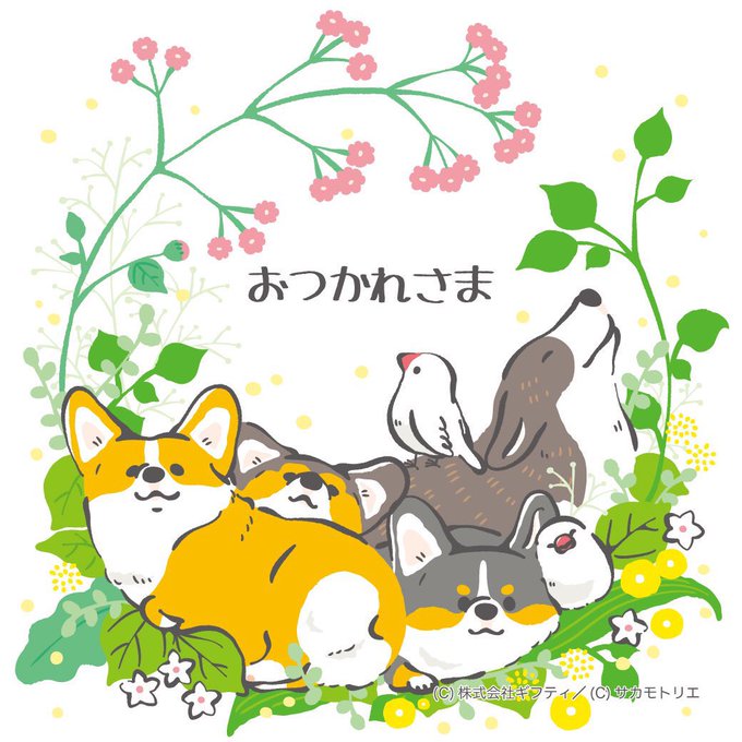 「鳥 柴犬」のTwitter画像/イラスト(新着)｜3ページ目