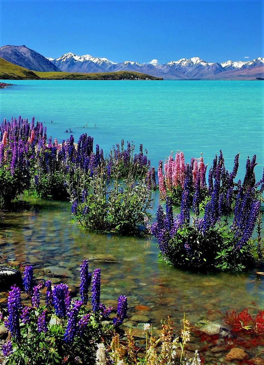 koliberki's tweet photo. Lake Tekapo-New Zealand
🌿🌿🌿🌿🌾🌳🌳🌳🌳🌳
#NaturePhotography https://t.co/BCZxsqWIxp