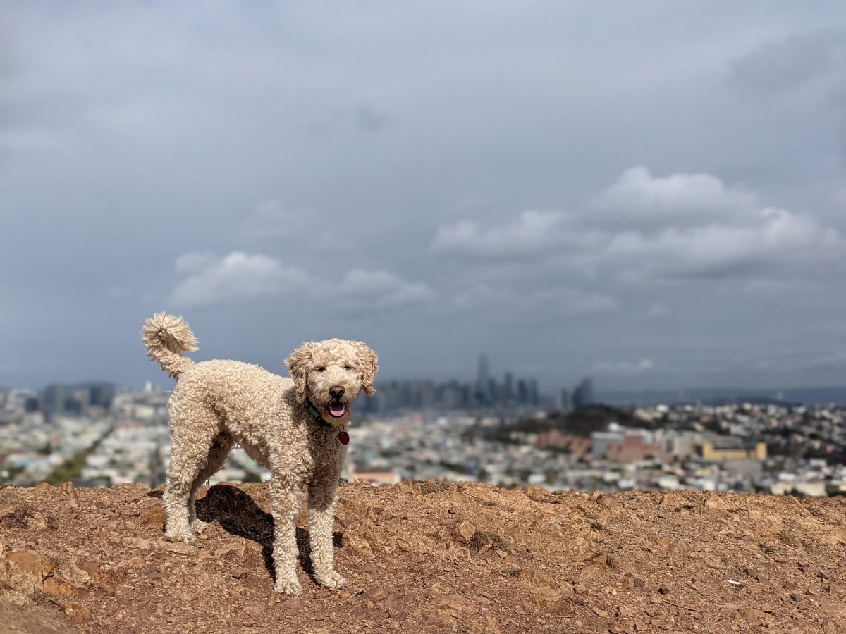 WallerDoodle's tweet photo. Saturday in Bernal. https://t.co/rmF52xMO0d