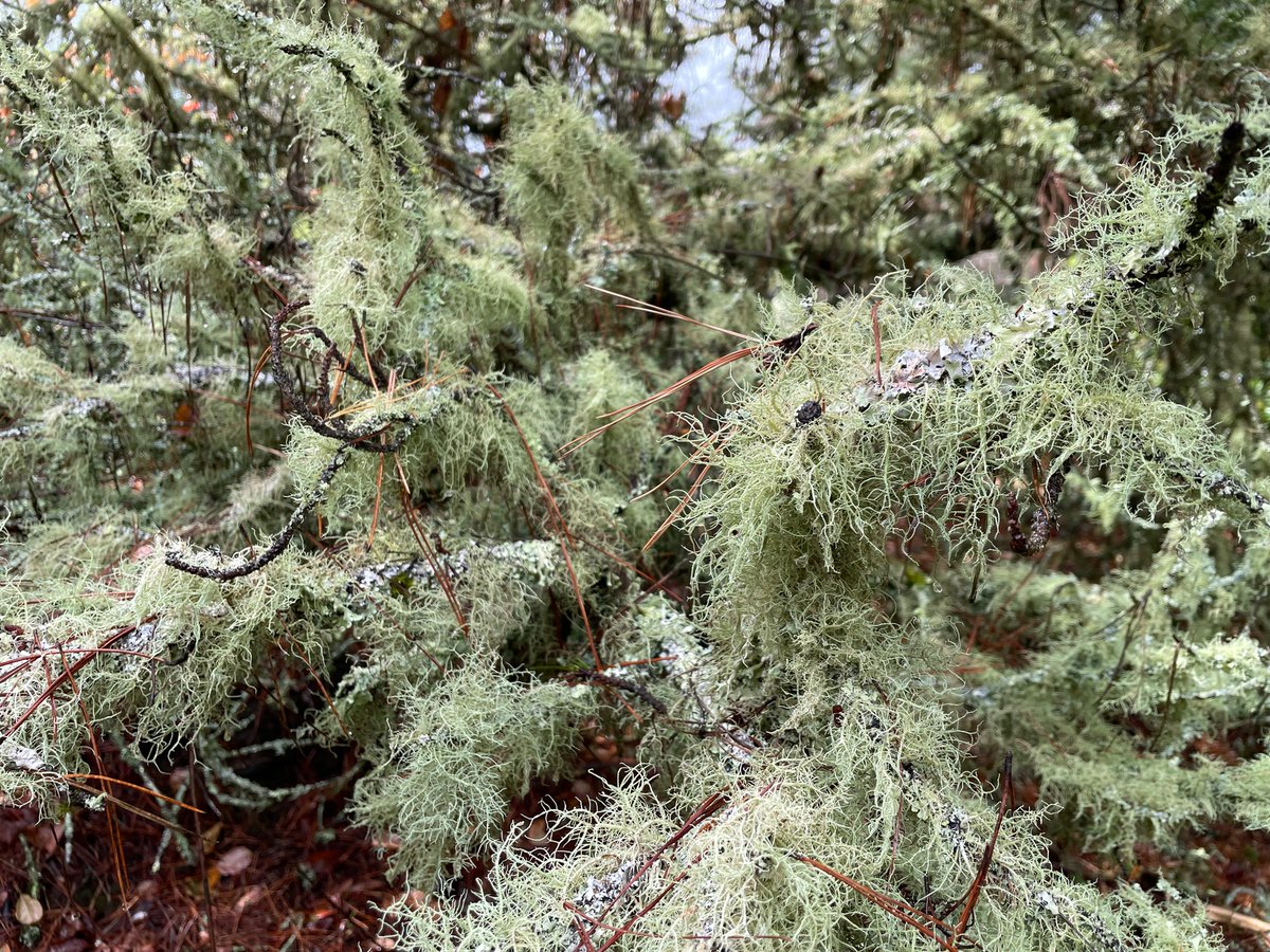 Texosporium's tweet photo. Lichens in the East Bay were looking happy and floofed out after the rain yesterday #CAlichens
Alameda County, California https://t.co/I9WTNkkAHS