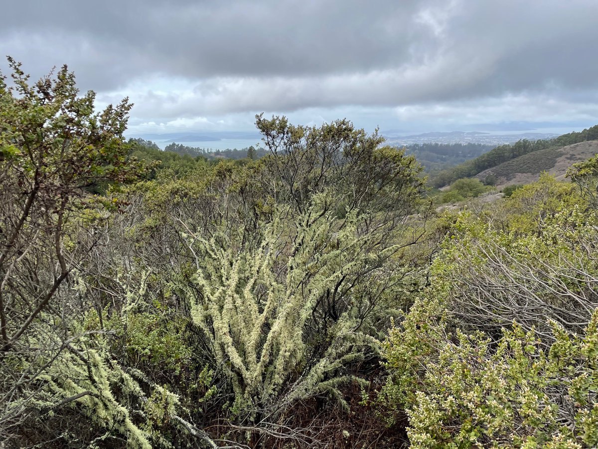 Texosporium's tweet photo. Lichens in the East Bay were looking happy and floofed out after the rain yesterday #CAlichens
Alameda County, California https://t.co/I9WTNkkAHS