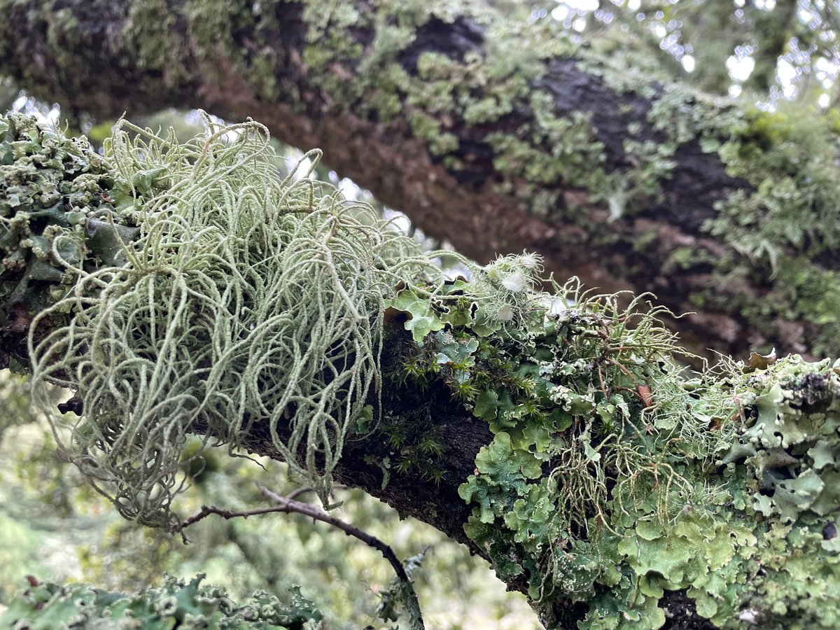 Texosporium's tweet photo. Lichens in the East Bay were looking happy and floofed out after the rain yesterday #CAlichens
Alameda County, California https://t.co/I9WTNkkAHS