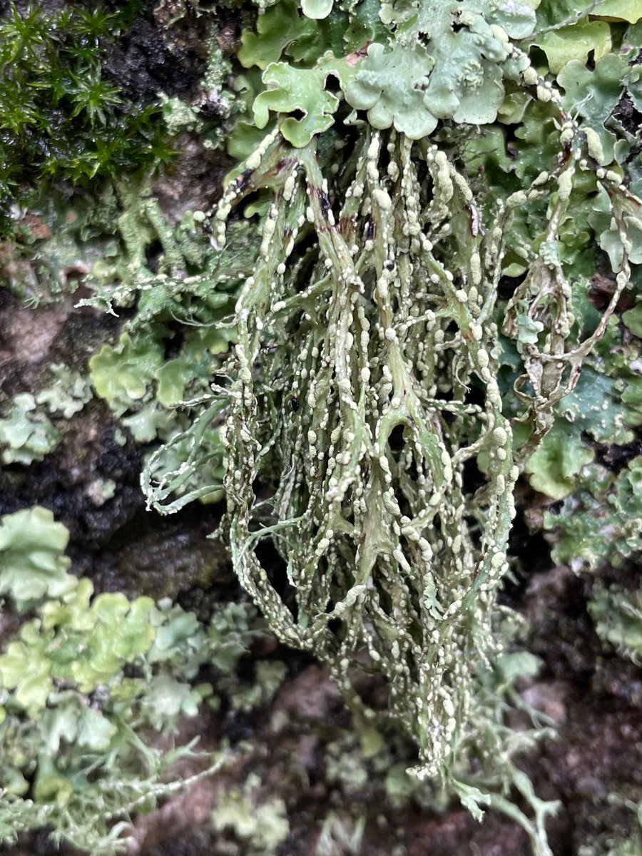 Texosporium's tweet photo. Lichens in the East Bay were looking happy and floofed out after the rain yesterday #CAlichens
Alameda County, California https://t.co/I9WTNkkAHS