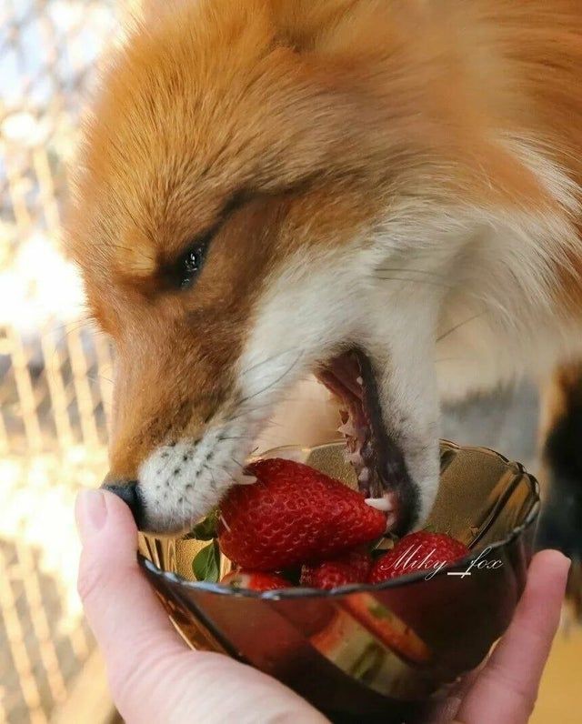 Foxwthreataura's tweet photo. It's #Foxtober 23 ! https://t.co/AFZPHBLQLY