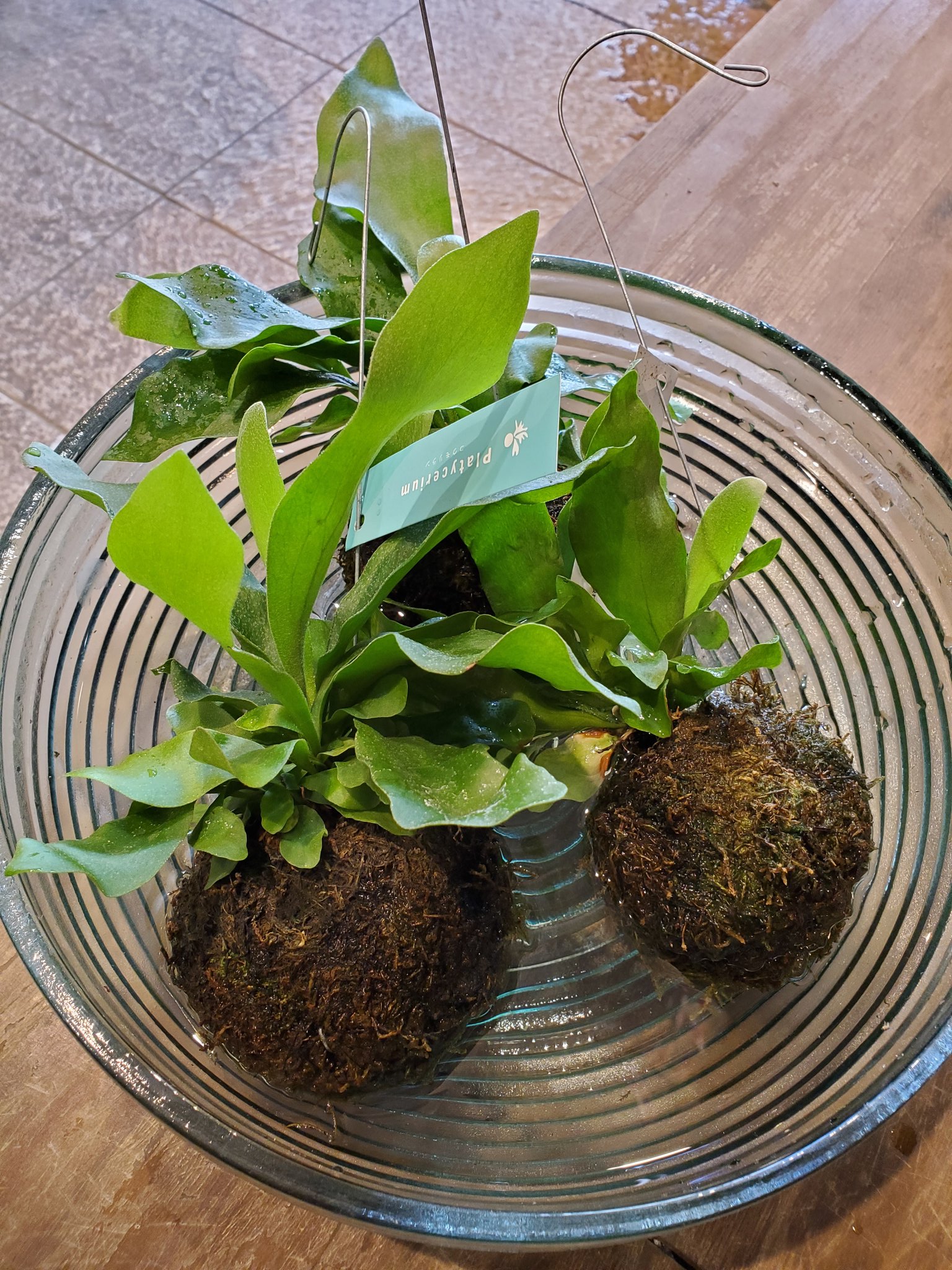 コウモリラン苔玉 Twitter Search Twitter