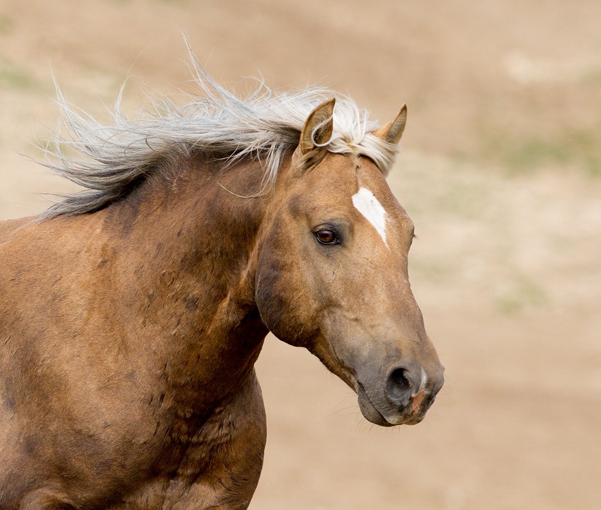 TheCloudFound's tweet photo. Born To Be Wild Auction Started today! You can help us keep our wild horses and burros wild by checking out our online auction and bidding on your favorite items. https://t.co/wc58DzPn6B https://t.co/M0Df3aPApt