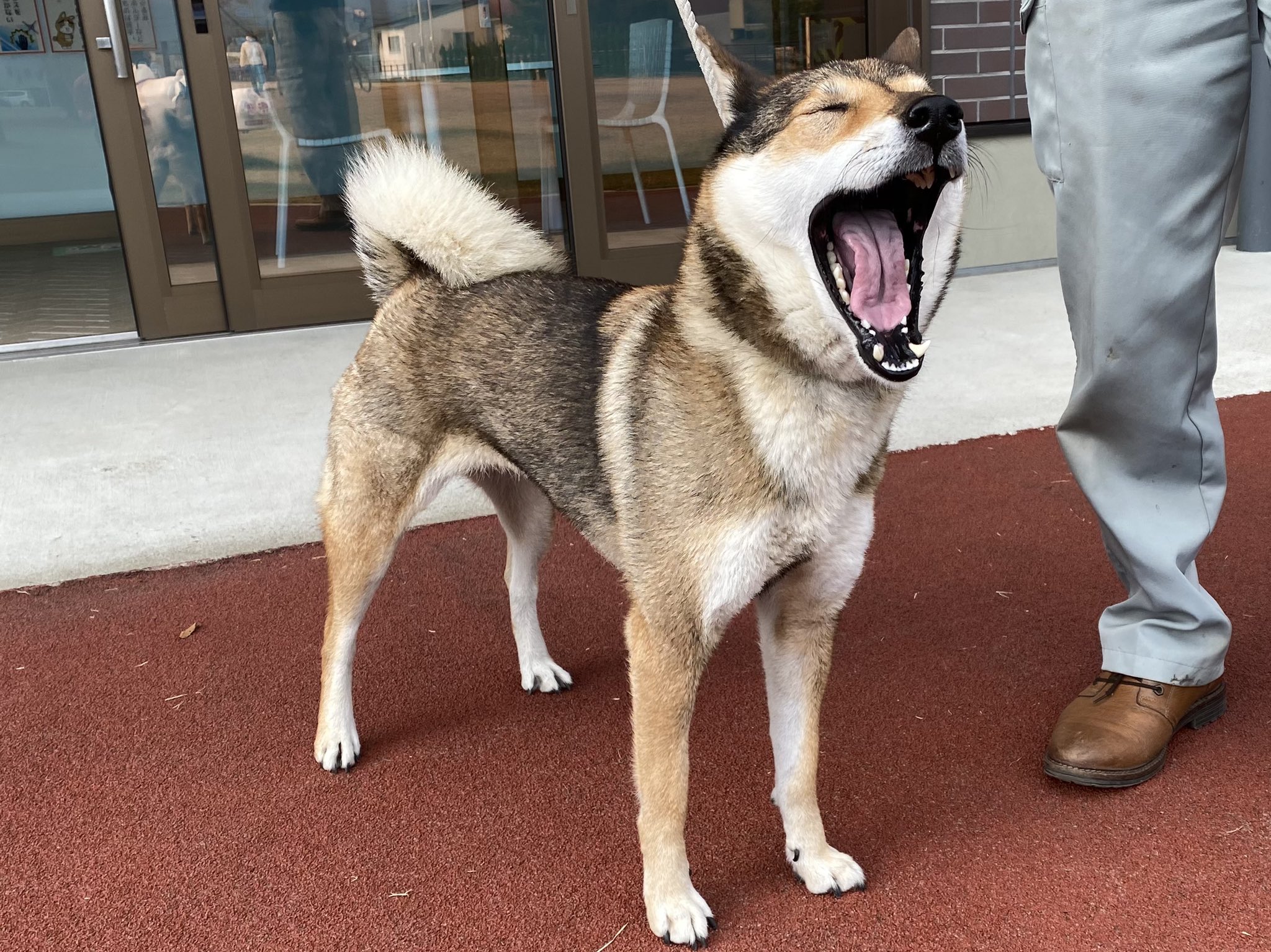 秋田犬の里 公式 お友達紹介 福島県から 四国犬の ワサビちゃん 5歳 が遊びに来てくれました 秋田犬 と同じく 四国犬も天然記念物に指定されている日本犬です 凛々しいお顔がカッコイイねぇ 赤胡麻 あかごま という種類の毛色だそう