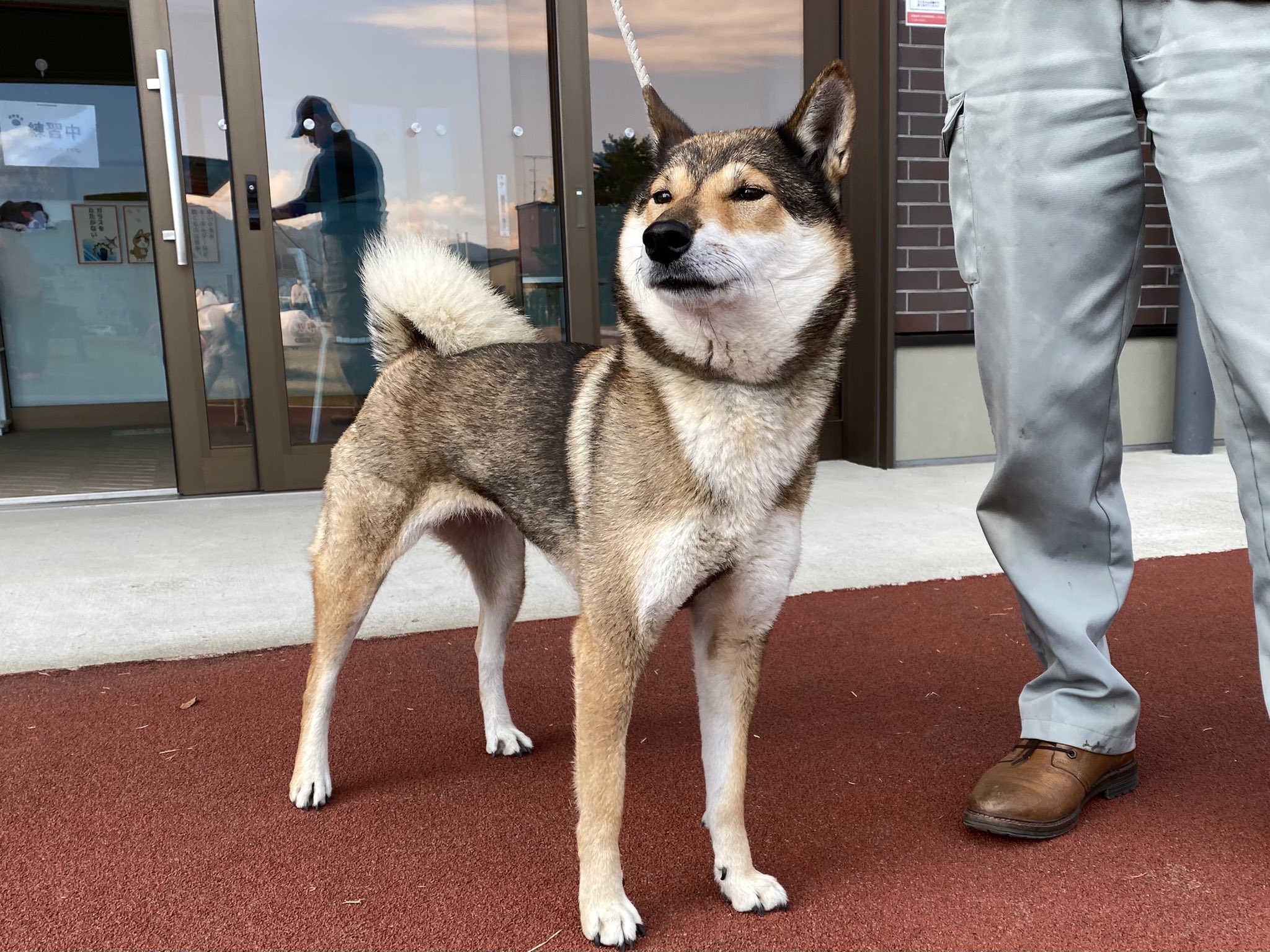 Twitter 上的 秋田犬の里 公式 お友達紹介 福島県から 四国犬の ワサビちゃん 5歳 が遊びに来てくれました 秋田犬 と同じく 四国犬も天然記念物に指定されている日本犬です 凛々しいお顔がカッコイイねぇ 赤胡麻 あかごま という種類の毛色だそう Twitter 上的 秋田犬の里 公式 お友達紹介 福島県から 四国犬の ワサビちゃん 5歳 が遊びに来てくれました 秋田犬 と同じく 四国犬も天然記念物に指定されている日本犬です 凛々しいお顔がカッコイイねぇ 赤胡麻 あかごま という種類の毛色だそう