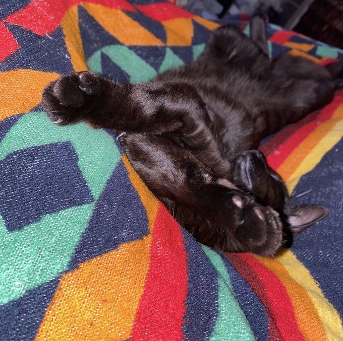 He falls asleep in the weirdest ways lmao. I love this little one though. My baby fuji https://t.co/