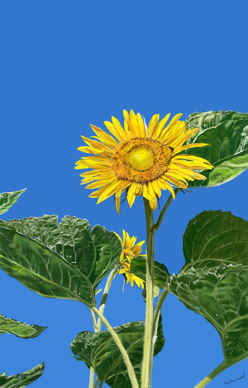 たに 夏に描いた向日葵です ๑ ﾉ 葉っぱ頑張りました イラスト 絵描きさんと繋がりたい 絵 みんなで楽しむtwitter展覧会 向日葵 Art T Co Tebranipcd Twitter
