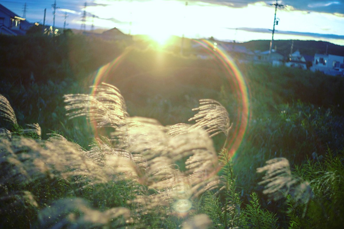 create_ochazuke's tweet photo. 色味の薄い現像はあんまりしないけど
好みの人の写真を追ってるとこういうの多くて
実はこっちの方が好き説ありますね。

 #キリトリセカイ #写真で伝える私の世界  #写真撮ってる人と繫がりたい  #写真好きな人と繋がりがたい  #カメラのある生活 #オールドレンズ  #sonyalpha7iii https://t.co/8iBPB8XMuS