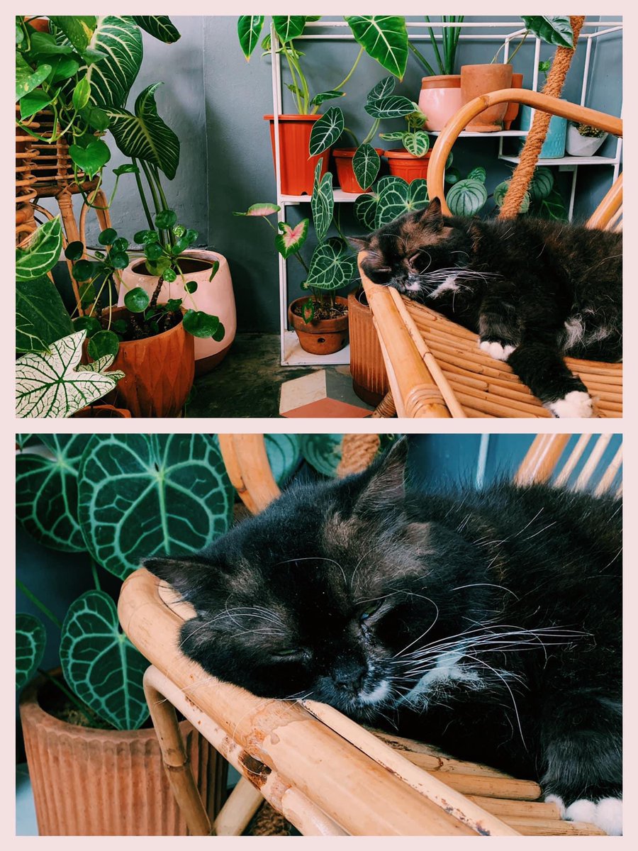 D I E L A tweet media