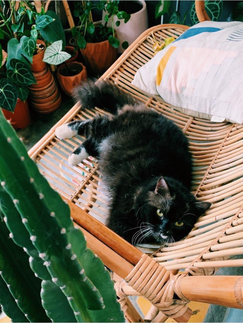 D I E L A tweet media