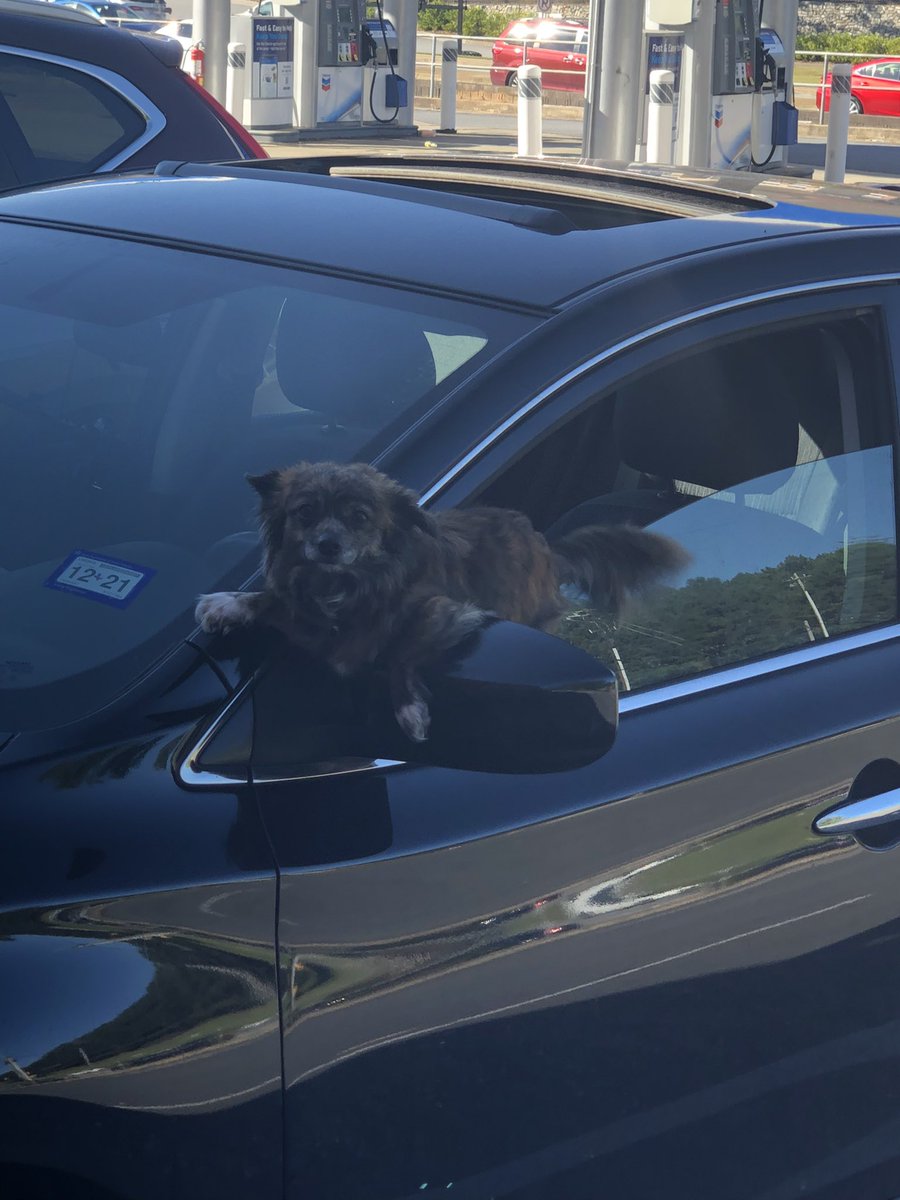 Only_Kascha's tweet photo. So I left my child in the car to go into the corner store for ONE SECOND to buy something and this happened. I swear I’m not a bad mom 🤦🏾‍♀️ https://t.co/iwIPKKSWuB