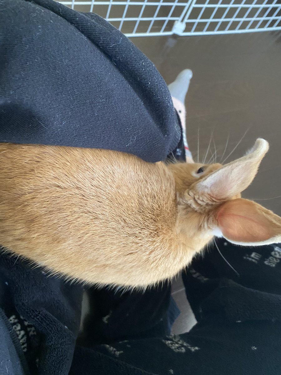 B__o_ss's tweet photo. もっふもっふしてるBOSS!!
冬毛に変わりつつあるのかな？ https://t.co/aMMDqJdnYE
