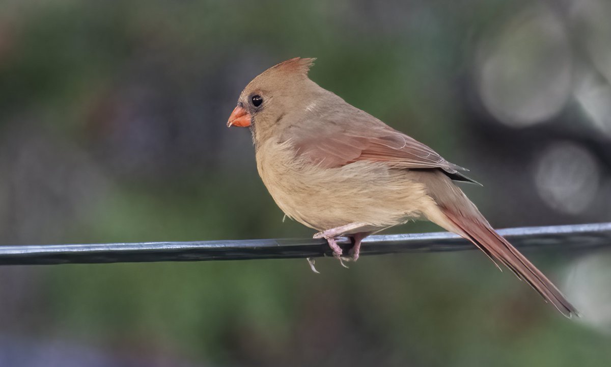 MarcotheLuck's tweet photo. A beautiful Female Northern Cardinal visiting us late this afternoon before the sun went down.  She is actually a very young female that we saw growing over the summer.  She is becoming quite a lady. 
#NaturePhotography #birdwatching #birdphotography https://t.co/hBayoJbMxo