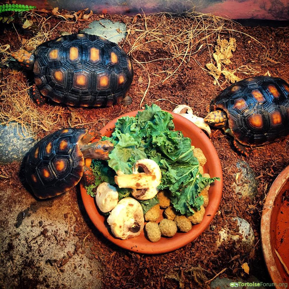 TortoiseEveryHr's tweet photo. bzzzzt beep bloop tortoise bot https://t.co/Tk5eDyU1iY