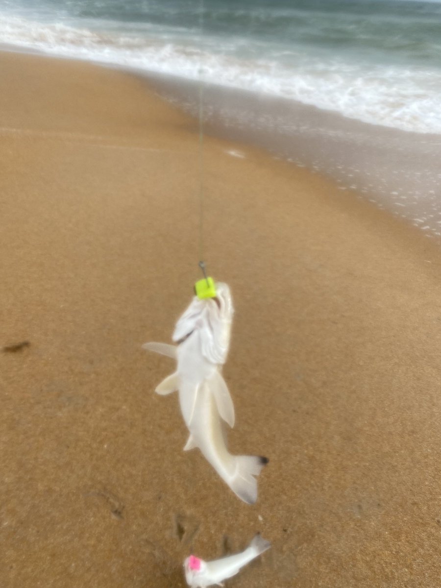 adv_primitive's tweet photo. Doubleheader on the whiting. Caught on @csbFishbites #surffishing #fishing #beach #catchdinner #florida https://t.co/9BDtCy4ReO