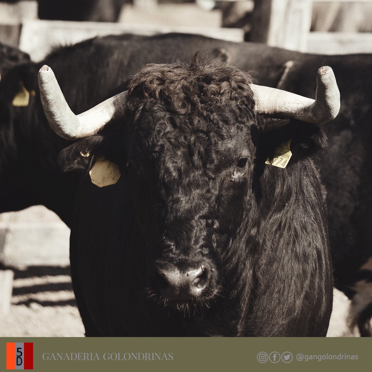 GanGolondrinas's tweet photo. Toro próximo a corrida, ¿lo ves e imaginas su lidia? ¿Qué traerá por dentro? Pronto lo sabremos… 🧐
.
#GanaderíaGolondrinas #CampoBravo #ToroDeLidia #Olé #ToroSi #TauromaquiaMexiana #ToroBravo #Novillo #GanGol https://t.co/qkv5YT0PdL