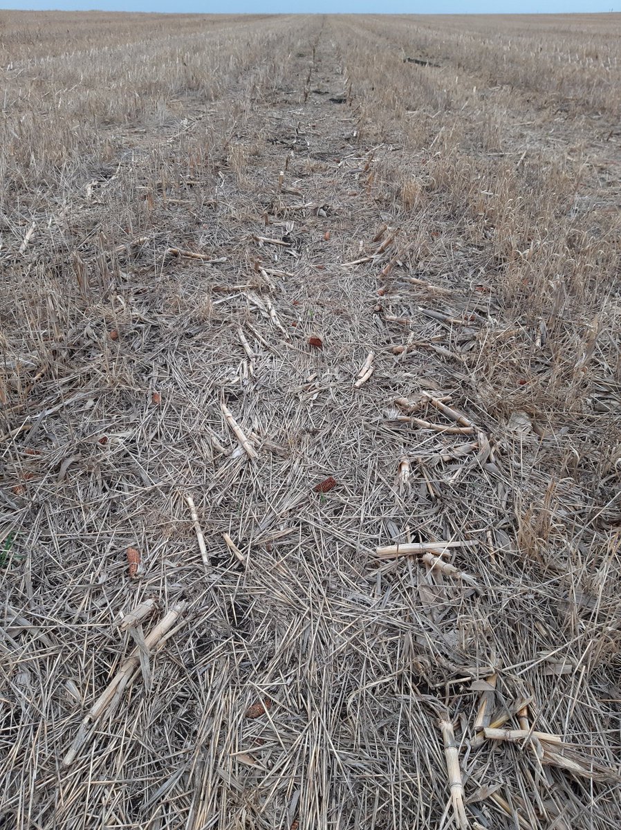 Se viene el Girasol, sobre rotación Trigo/Maiz2da #cobertura #siembradirecta #Aapresid