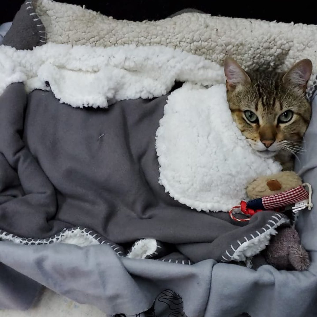Quackity's tweet photo. @TinaKitten Look at my cat Tina https://t.co/HfwwaUAPwT