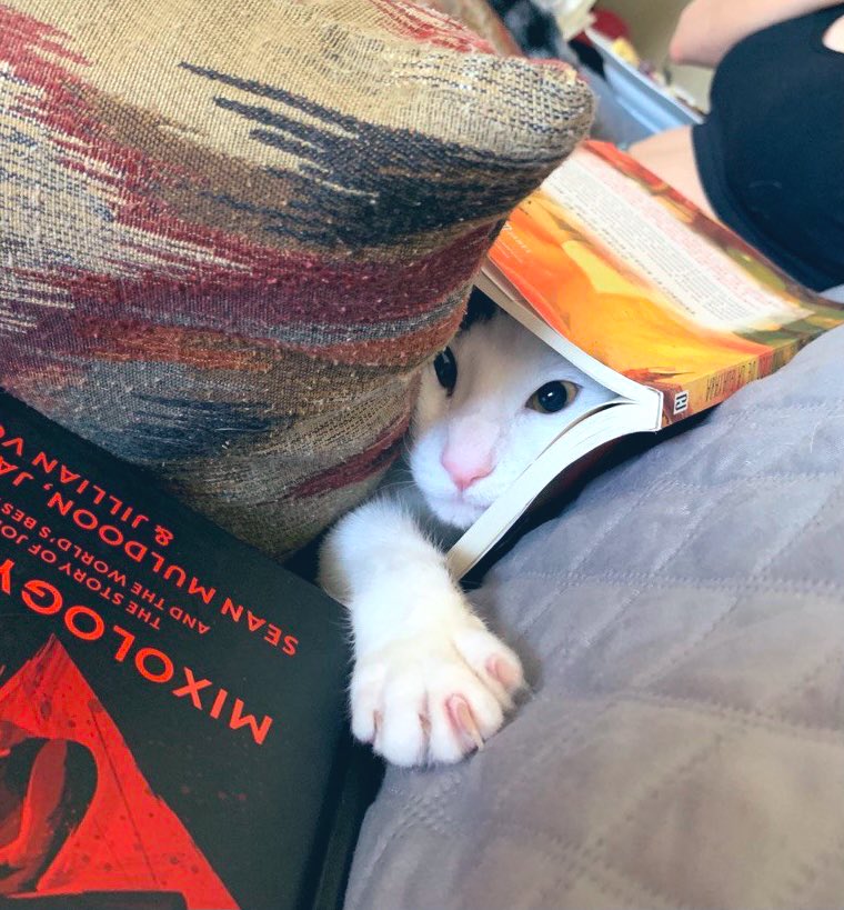 GrethelDelgado_'s tweet photo. Lectura deliciosa y gatico que “verifica” el libro con el mordisco felino. Recomiendo esta novela de @memayobre #elmordiscodelaguayaba https://t.co/4HdziaqTNl