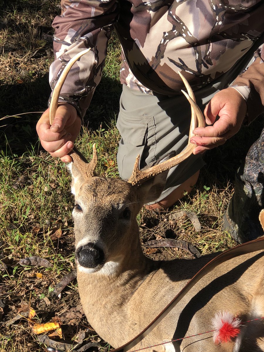 CanadianBacon_2's tweet photo. My first buck with the recurve bow! https://t.co/y3KBQpGtB6