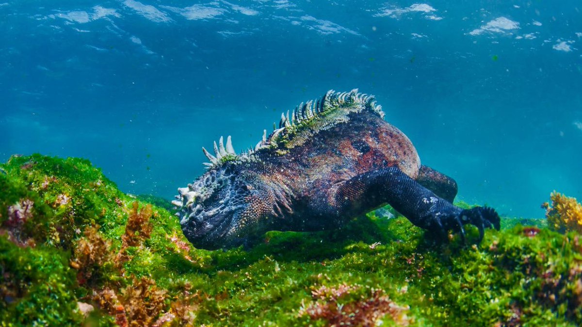 0x9b5a5c's tweet photo. we should talk more about marine iguana https://t.co/JrOu85wY5z