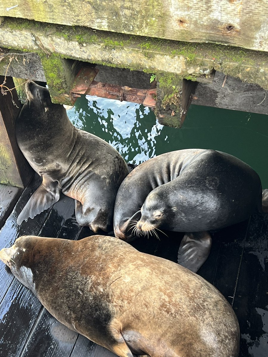 Pbrandt4369's tweet photo. @NWNoggin @BuoyBeer Saw these “guys” next to Buoy on the other side of the Bowline Hotel! https://t.co/gw0rfxSnPY