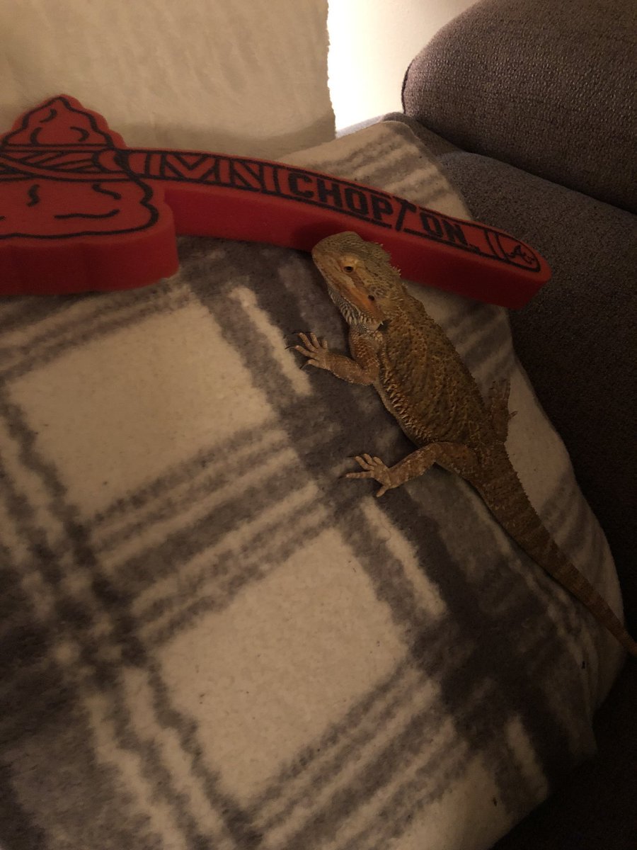 sci_nerd83's tweet image. Queso ready to axe some Dodgers

#ChopOn