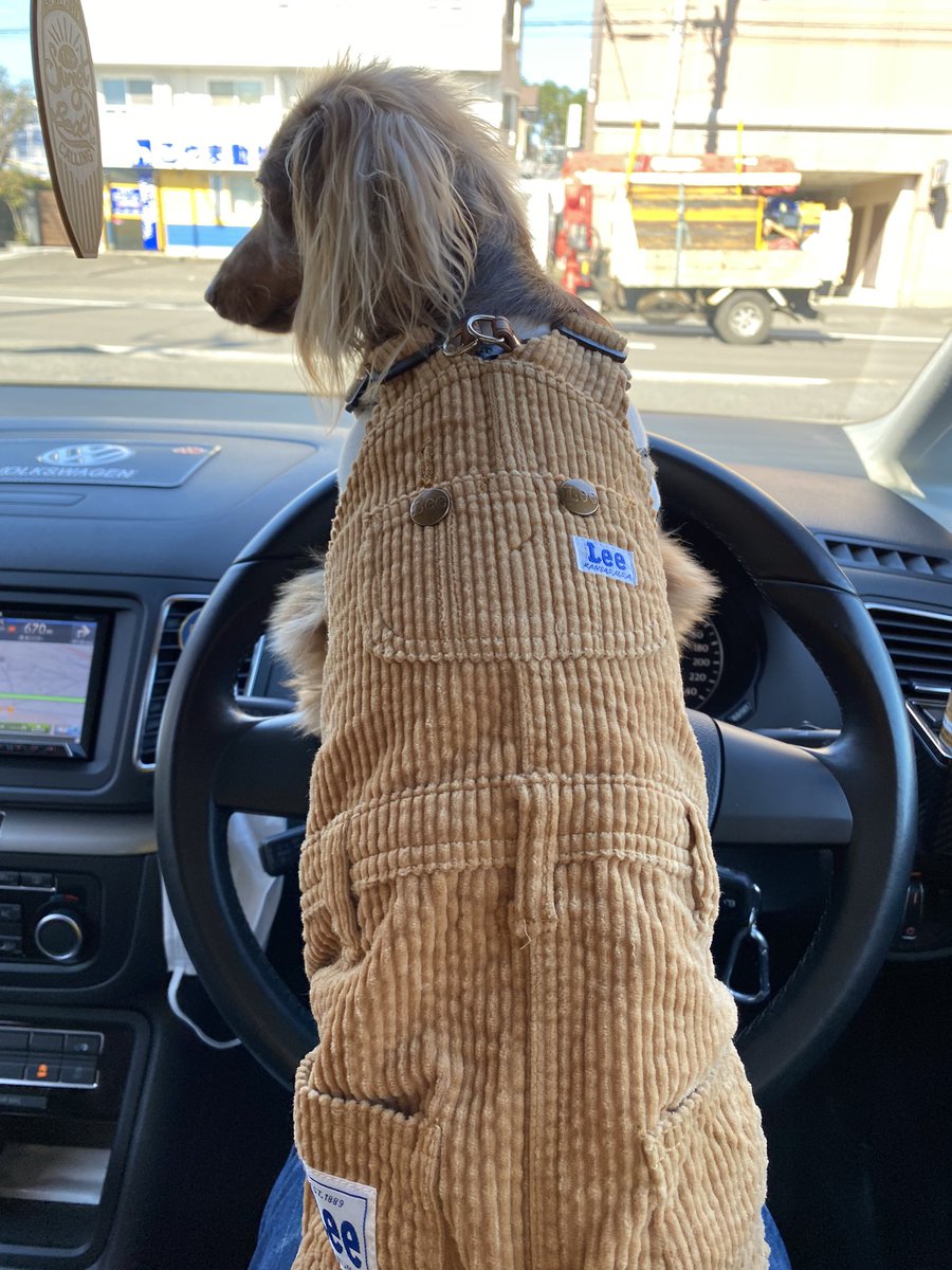 makkoo0510's tweet photo. マイロ運転中🚙 https://t.co/eRaw0PvYci