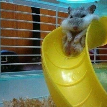 _thamirissoares's tweet photo. "Certeza que foi aquela semente do almoço que me encheu" 🐹🤨 #Animaltober
#inktober2021 #inktober #ink #hamster #pet #petlovers #fofuxo #fotoengraçada #fofo #ilustração https://t.co/gjqOic2Rkw
